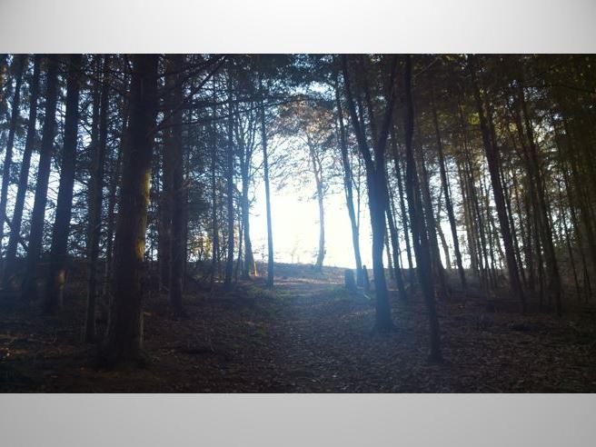 Landschaftsbild Wald